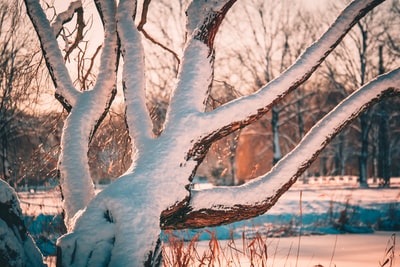 白天被雪覆盖的树枝
